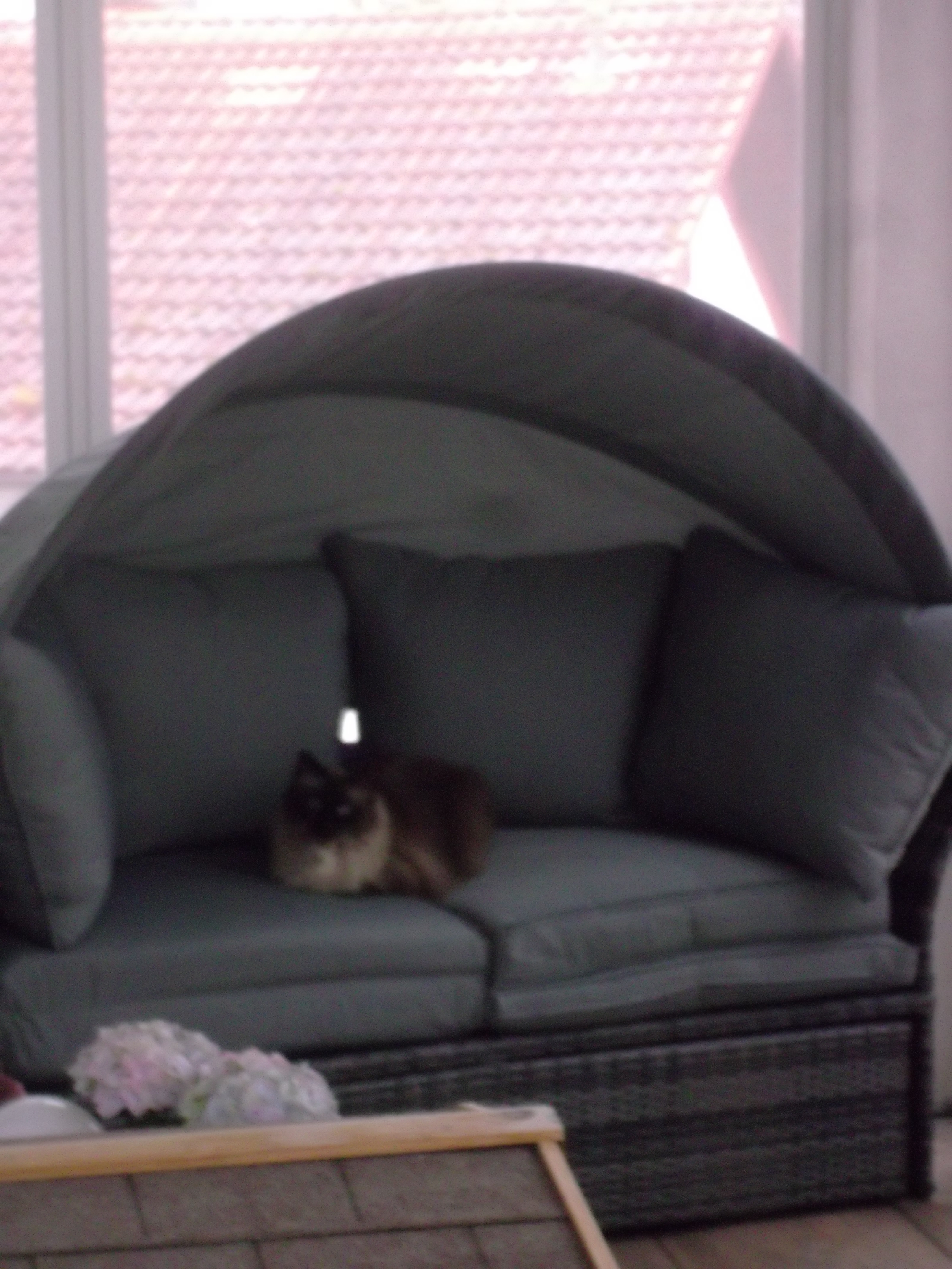 Ihre Katze kann sich hier wie eine König fühlen, geben auch Sie Ihrer Katze eine Wohlfühl Oase von Siegel Flyscreens ! Ihre Katze kann sich hier wie eine König fühlen, geben auch Sie Ihrer Katze eine Wohlfühl Oase von Siegel Insektenschutz ! !