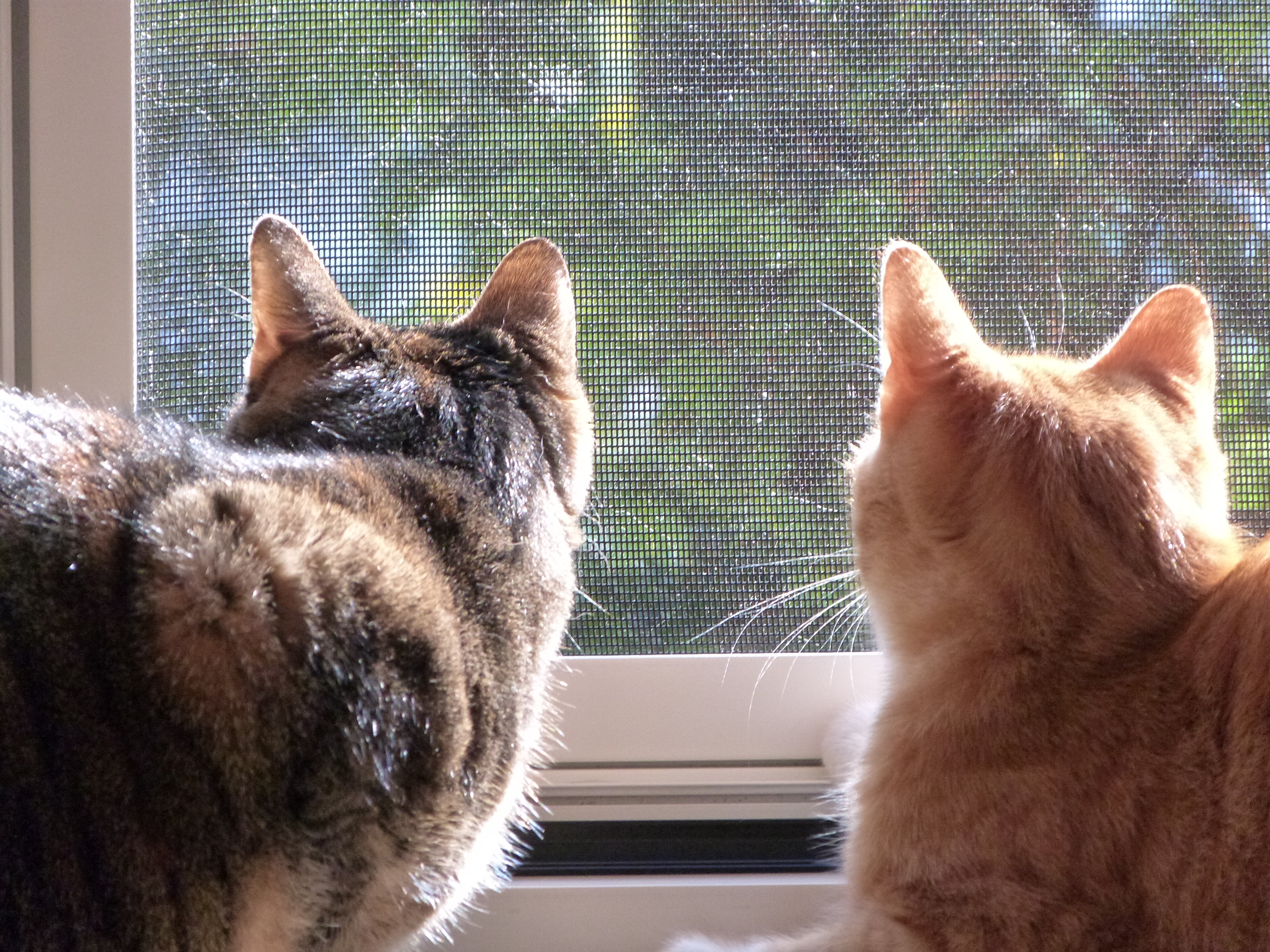 Katzen die geschützt durch unsere Siegel Katzen Voliere schauen