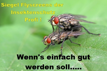 Wenn's einfach gut werden soll Fliegengitterfenster von Siegel Flyscreens Wenn's einfach gut werden soll Fliegengitterfenster von Siegel Insektenschutz
