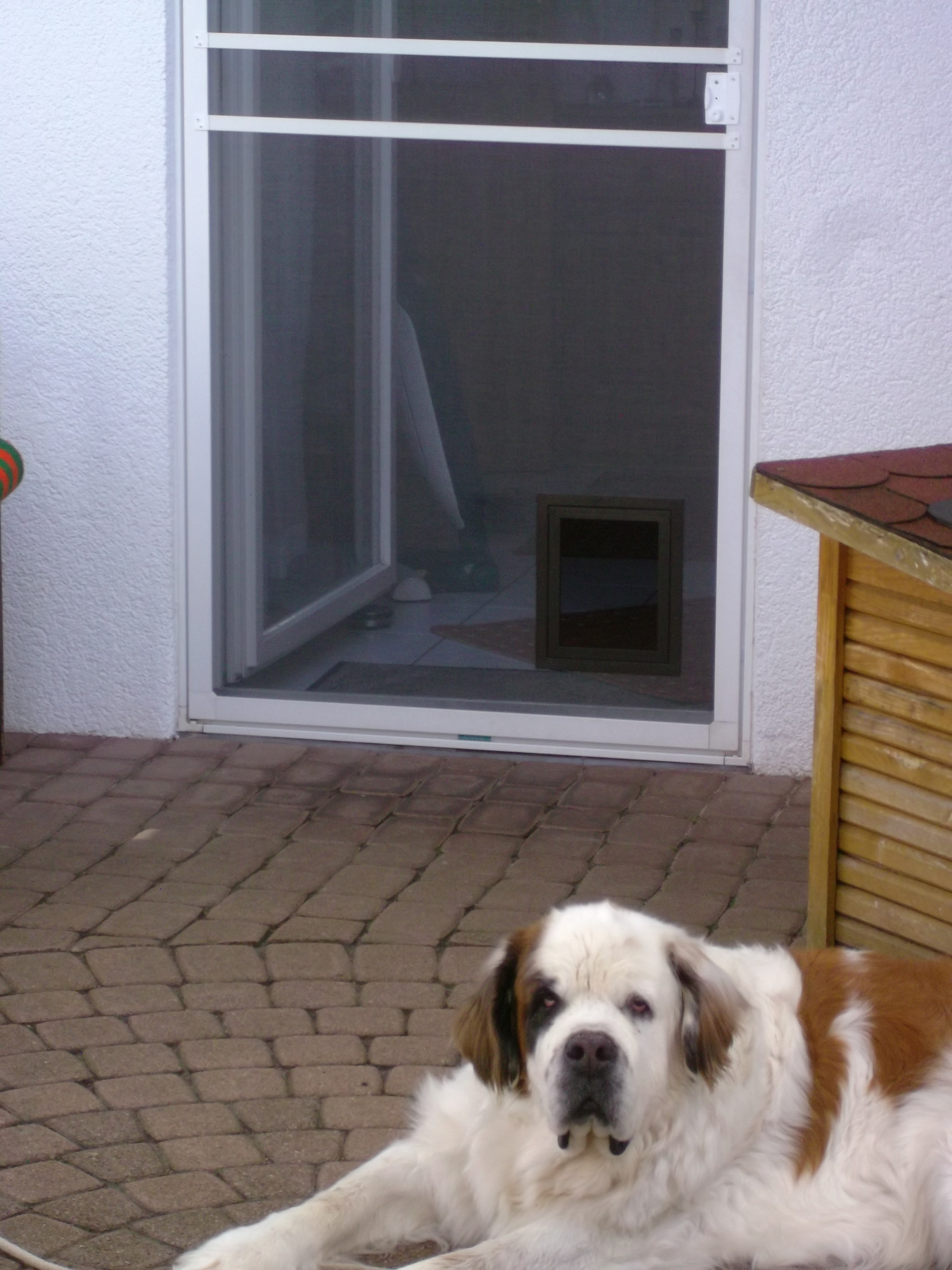 Außen Ansicht einer Insektenschutz Tür mit Katzenklappe von Siegel Flyscreens! Außen Ansicht einer Insektenschutz Tür mit Katzenklappe von Siegel Insektenschutz!