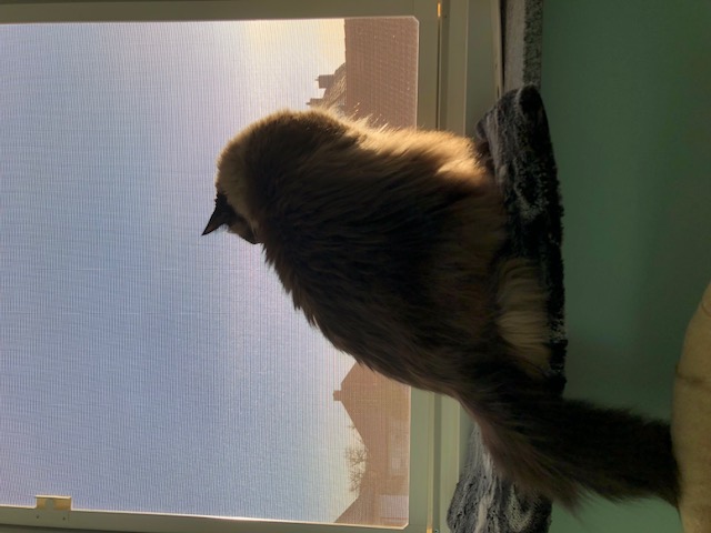 Siegel Insektenschutzsystem3000 1 flügel Fliegenfenster  mit Katzenschutz - damit  Ihre Katzen die Natur geniesen können !