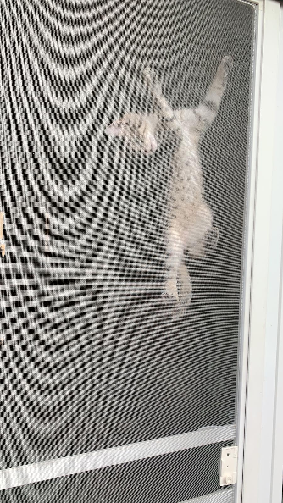 Siegel Insektenschutzsystem3000 1 flügel Fliegenfenster  mit Katzenschutz - damit  Ihre Katzen die Natur geniesen können !