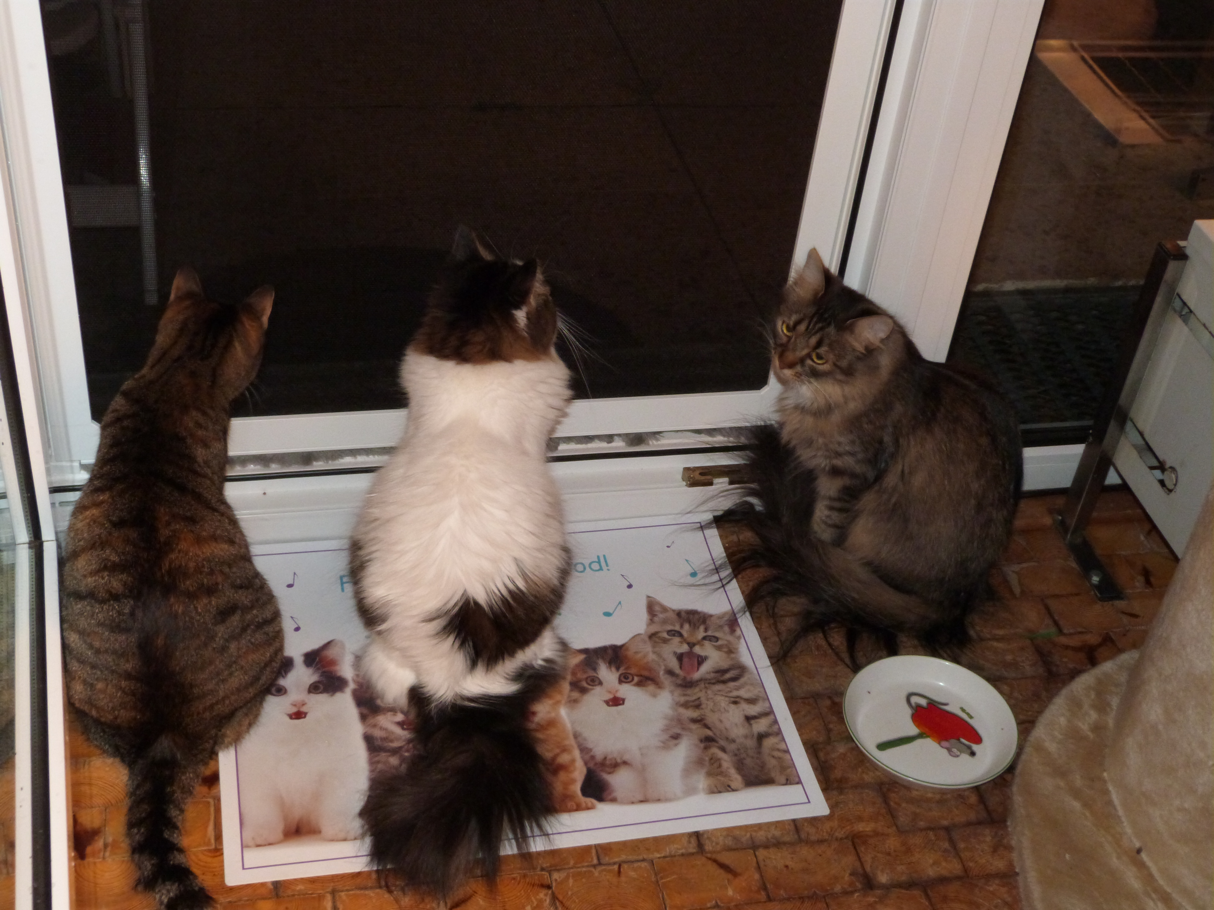 Siegel Insektenschutzsystem3000 1 flügel Fliegenfenster  mit Katzenschutz - damit  Ihre Katzen die Natur geniesen können !